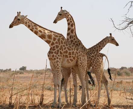 Image of West African Giraffe