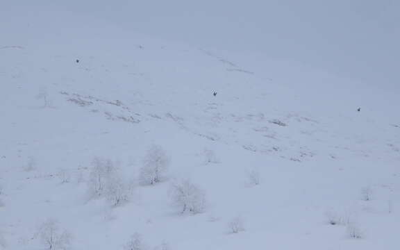 Image of Caucasian Black Grouse