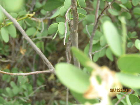 Image of Kalahari bauhinia