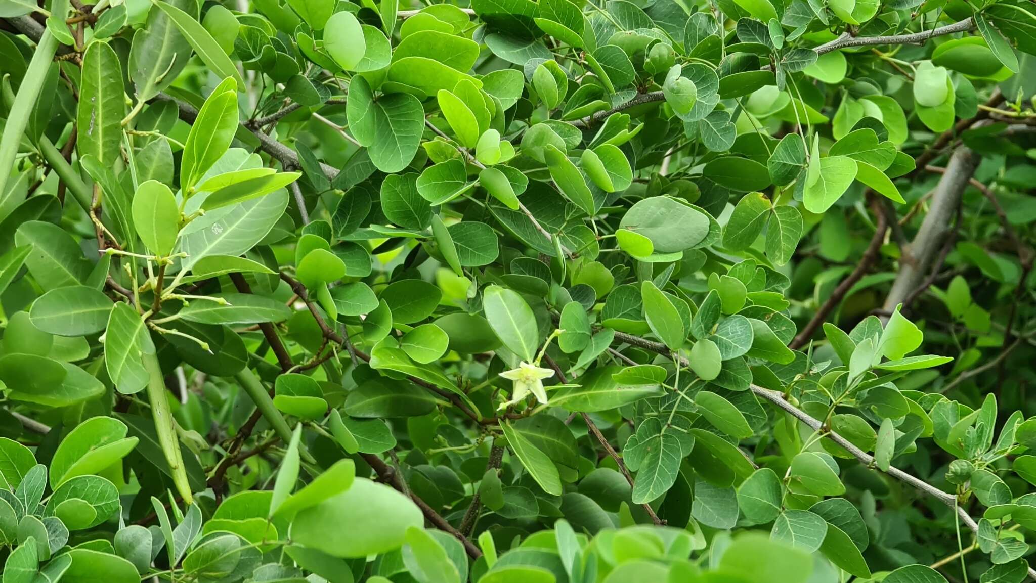 Image of Gymnanthera oblonga (Burm. fil.) P. S. Green