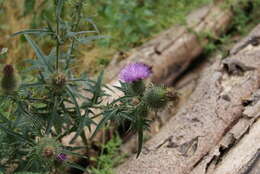 Image of Spear Thistle