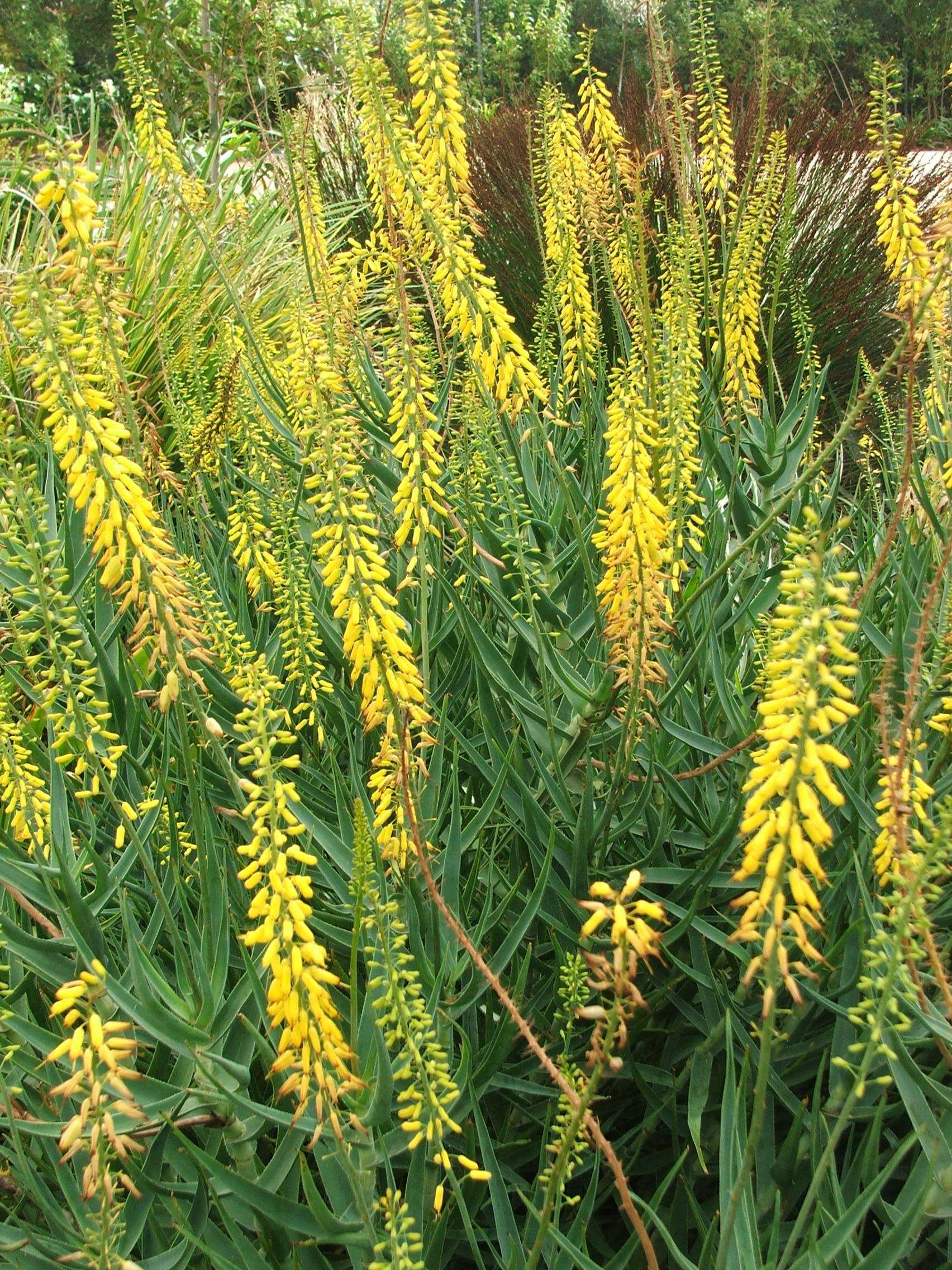 Image of Fence Aloe