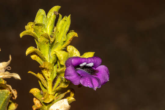 Image of Eremophila willsii F. Muell.