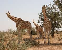 Image of West African Giraffe