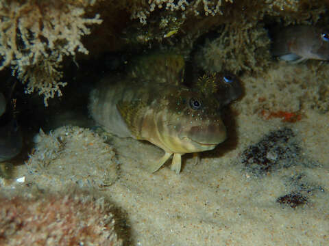 Image of Peacock Rockskipper