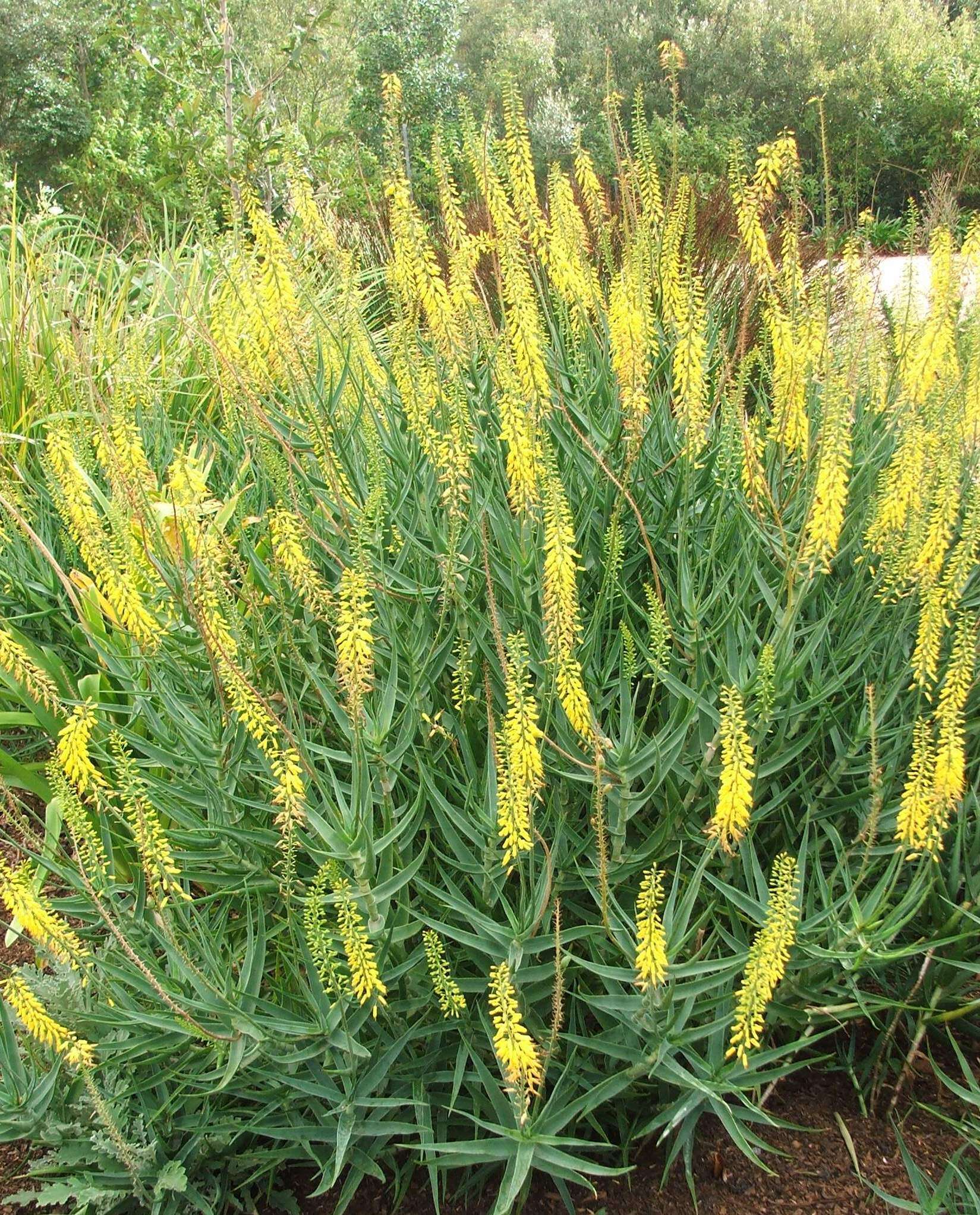 Image of Fence Aloe