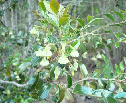 Image of Diospyros whyteana (Hiern) F. White