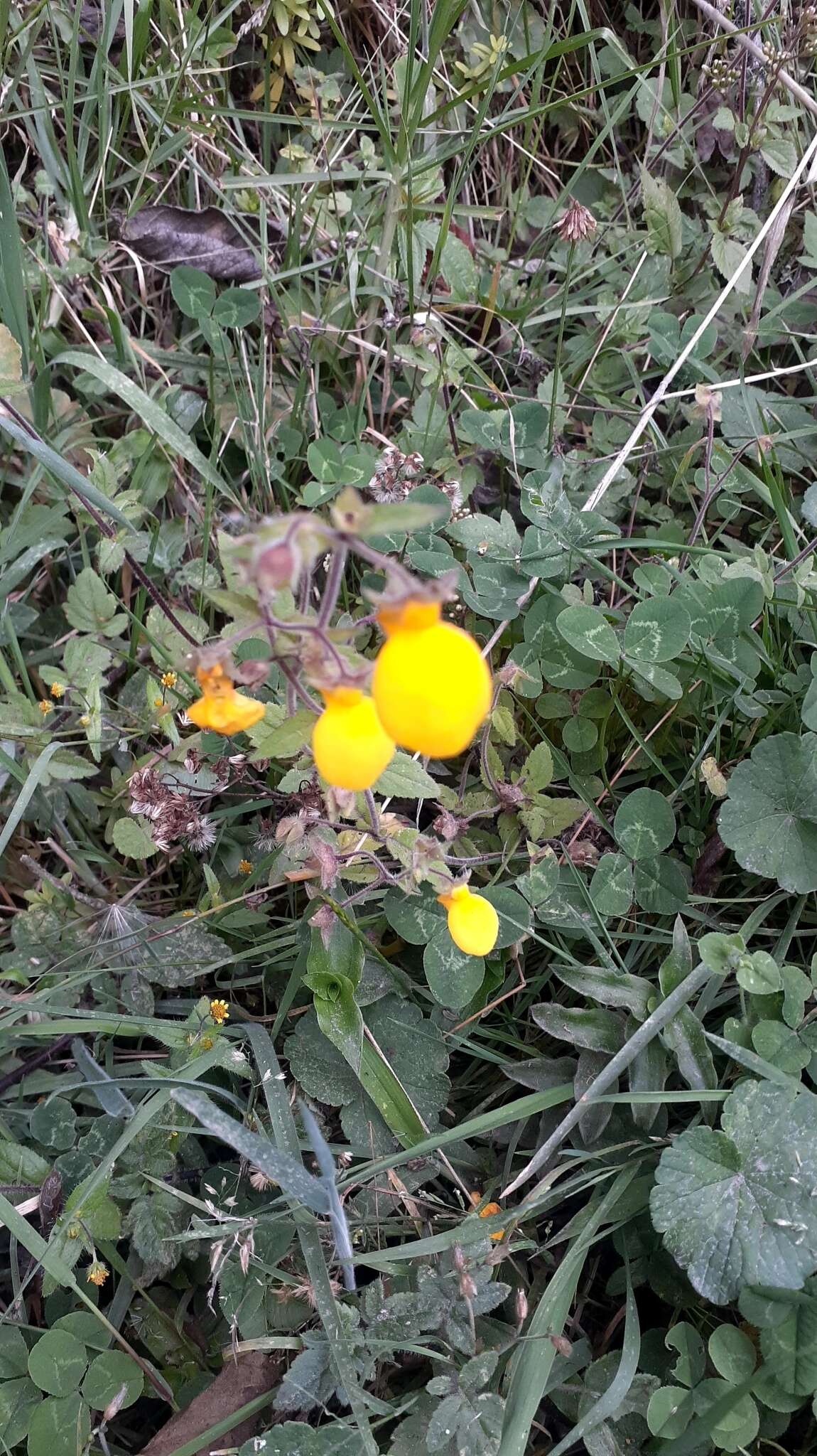 Imagem de Calceolaria tripartita Ruiz & Pav.