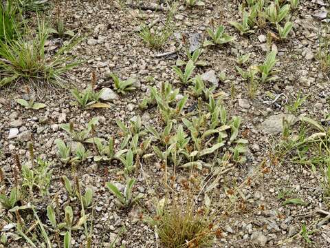 Image of Plantago tomentosa Lam.