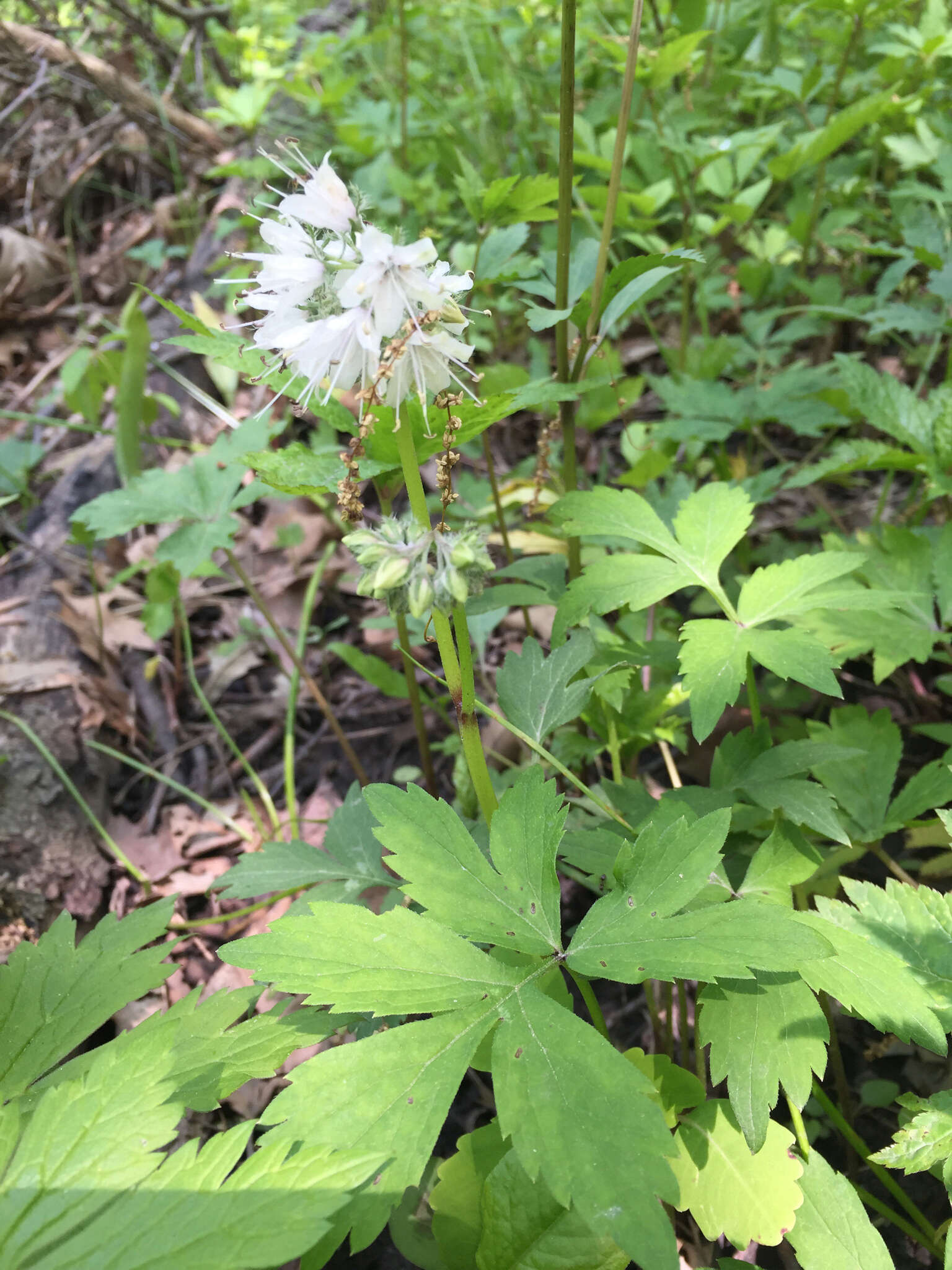 Image of eastern waterleaf