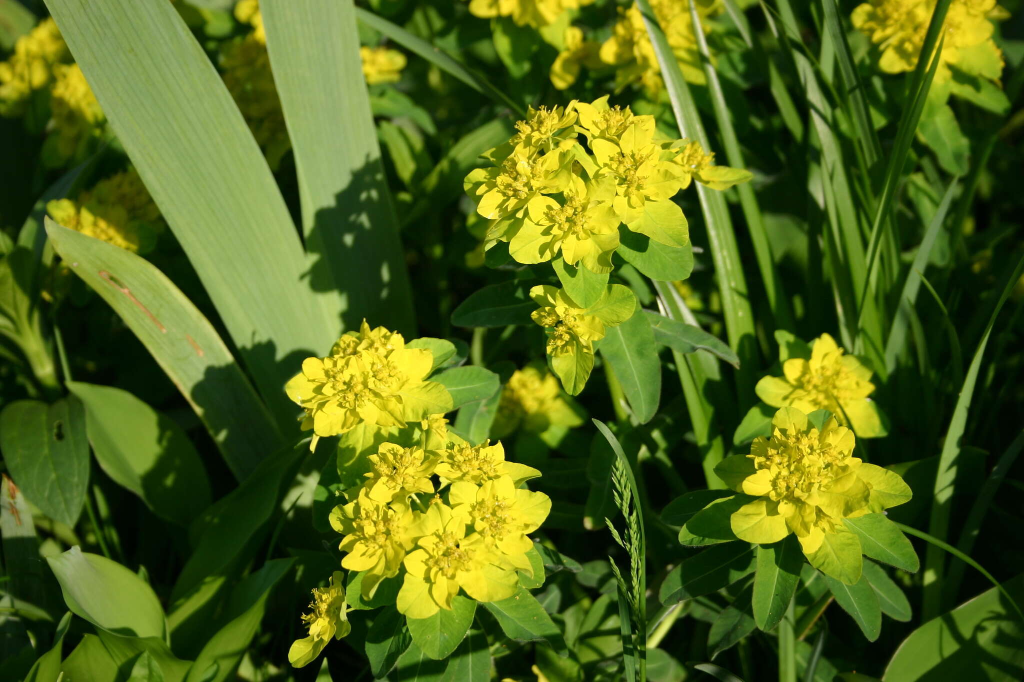 Euphorbia epithymoides L. resmi