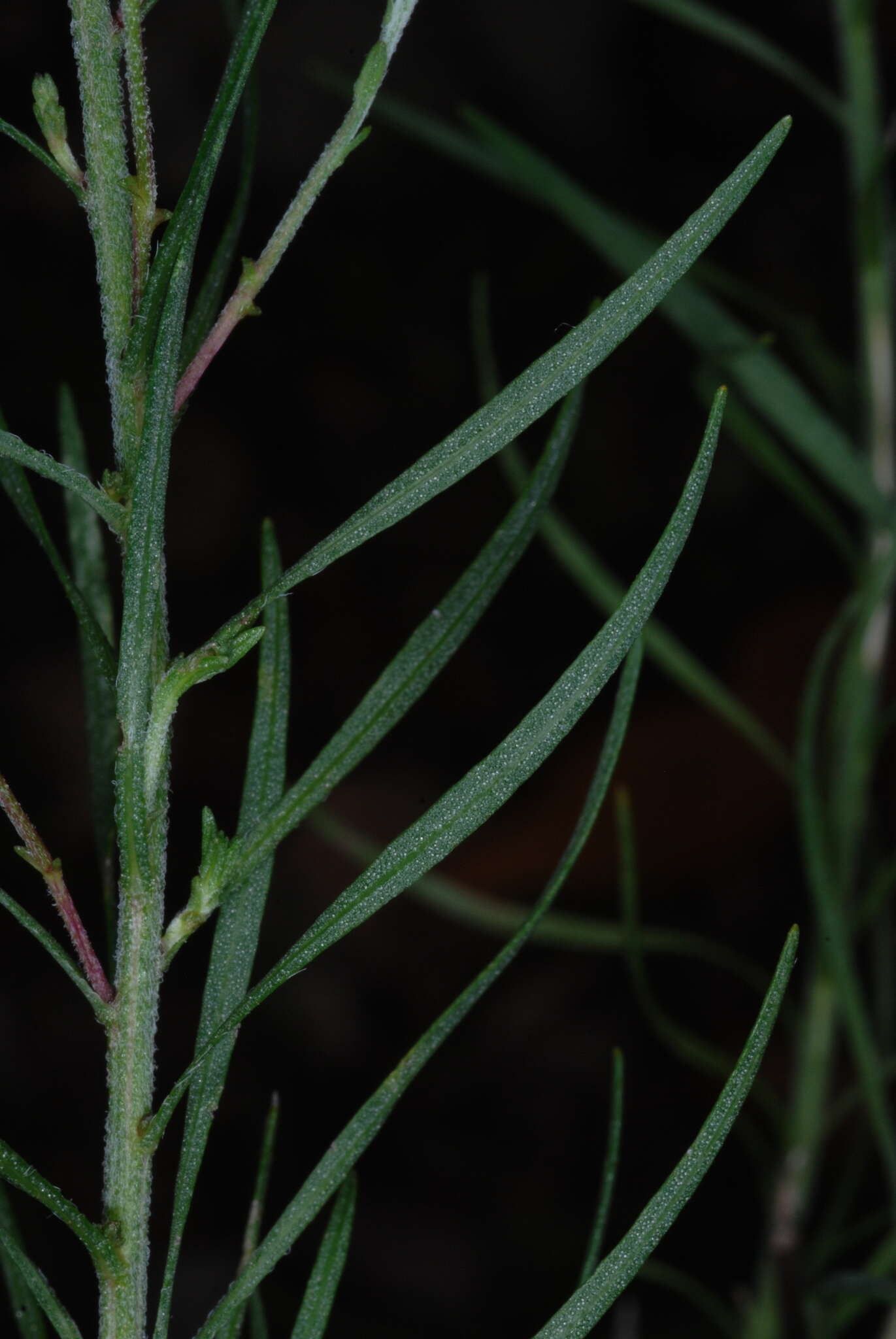 Image de Liatris patens G. L. Nesom & Kral