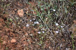 Image of bird's-eye gilia