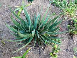 صورة Aloe succotrina Weston