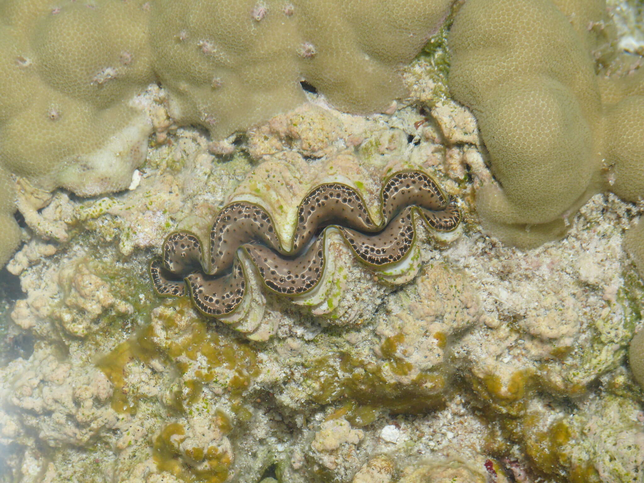 Image of Small giant clam