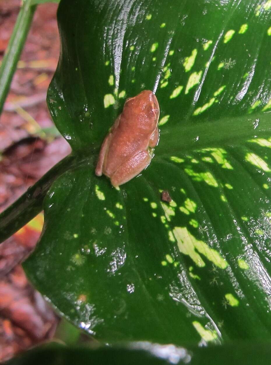 Image of Seychelles Tree Frog