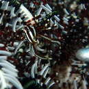 Image of Elegant squat lobster