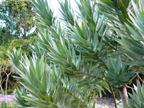 Imagem de Leucadendron argenteum (L.) R. Br.