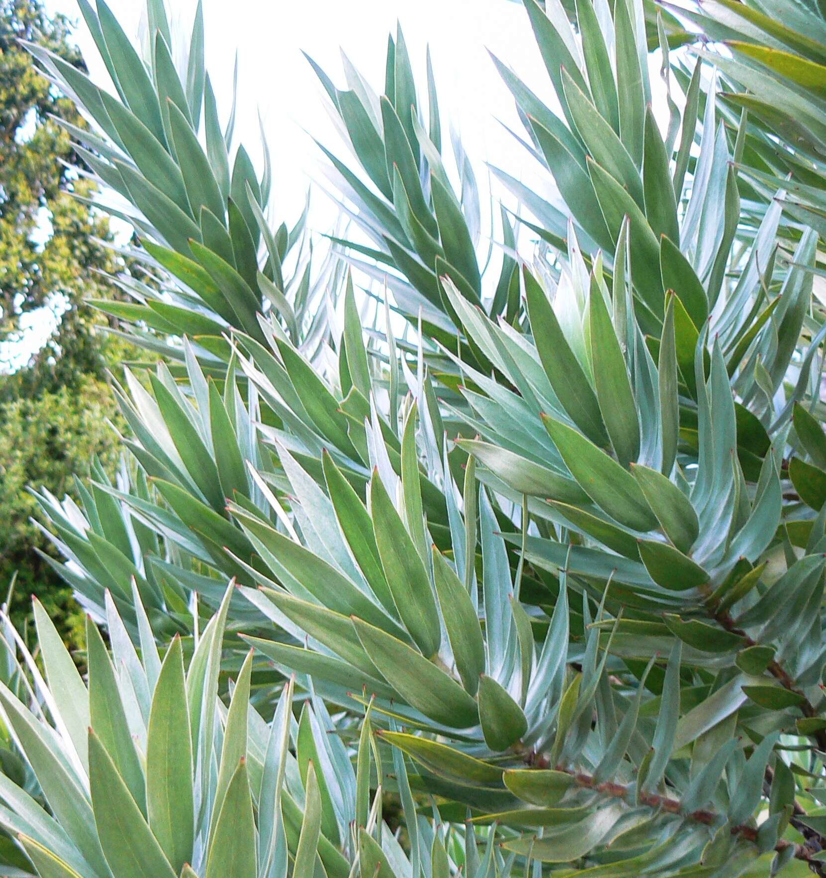 Image de Leucadendron argenteum (L.) R. Br.