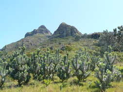 Image de Leucadendron argenteum (L.) R. Br.