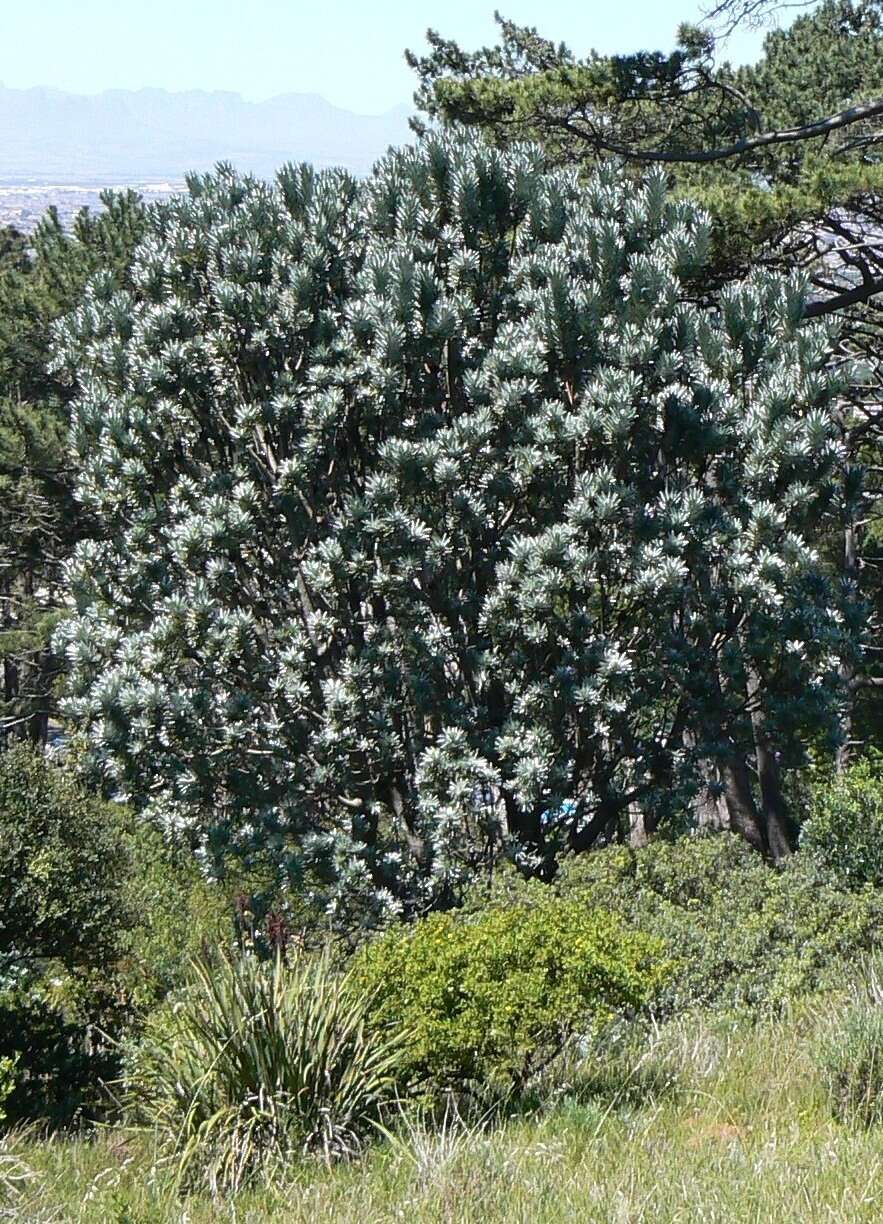 Image of Silver tree