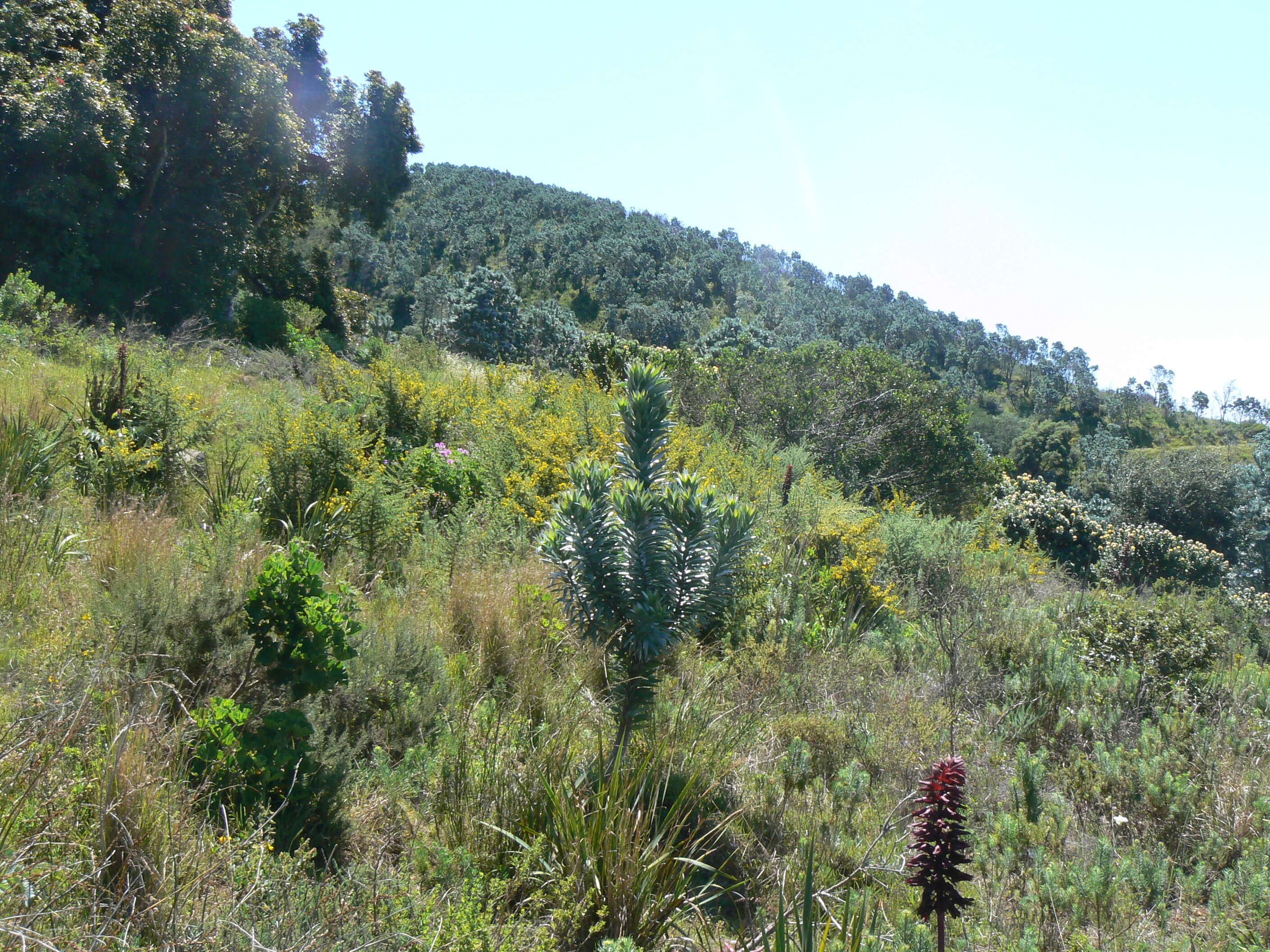 Image of Silver tree