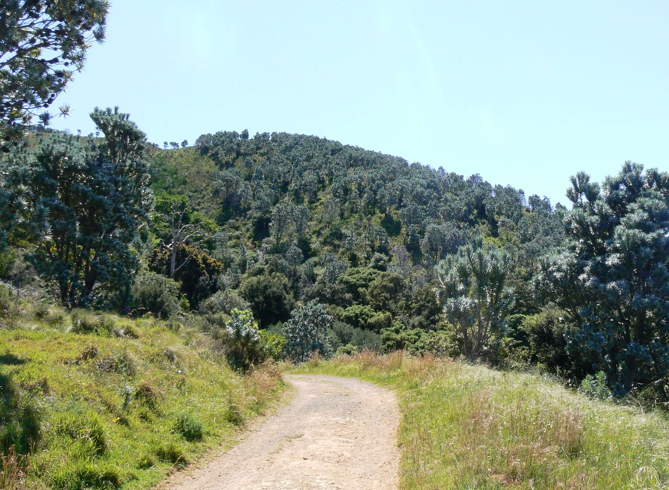 Image de Leucadendron argenteum (L.) R. Br.