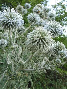 Image of Echinops sphaerocephalus L.