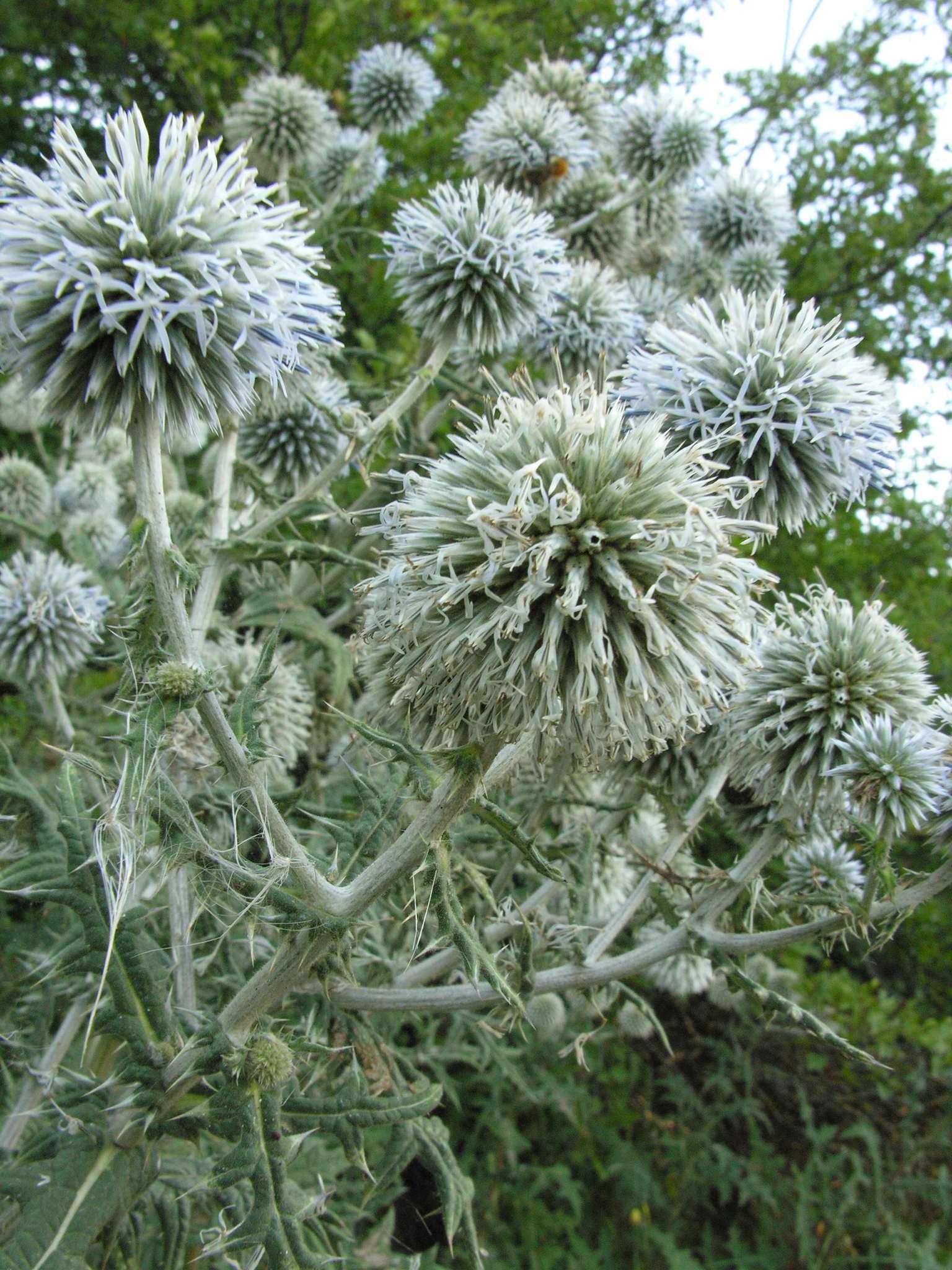 Image of Chapman's HOney Plant