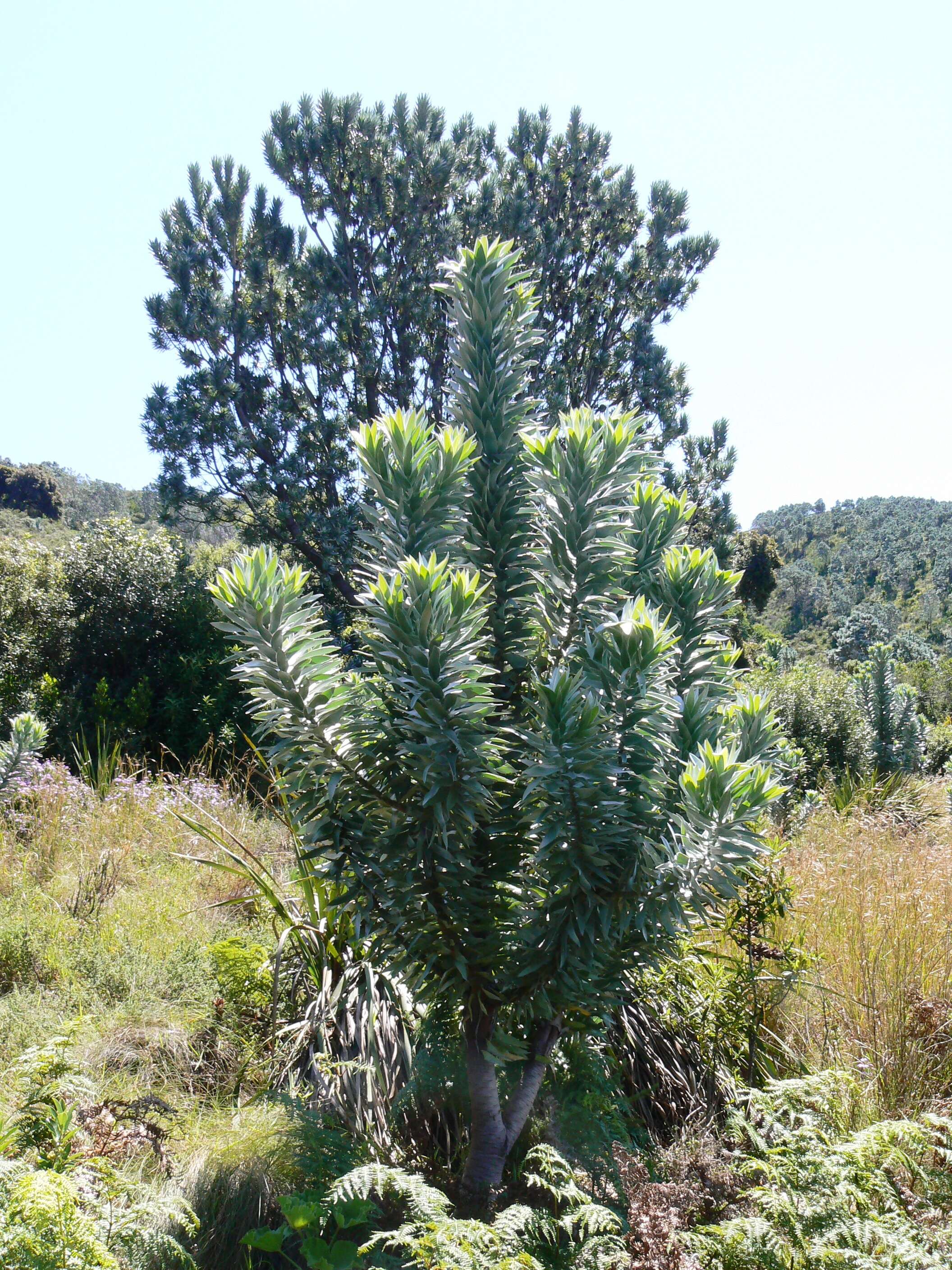 Image de Leucadendron argenteum (L.) R. Br.