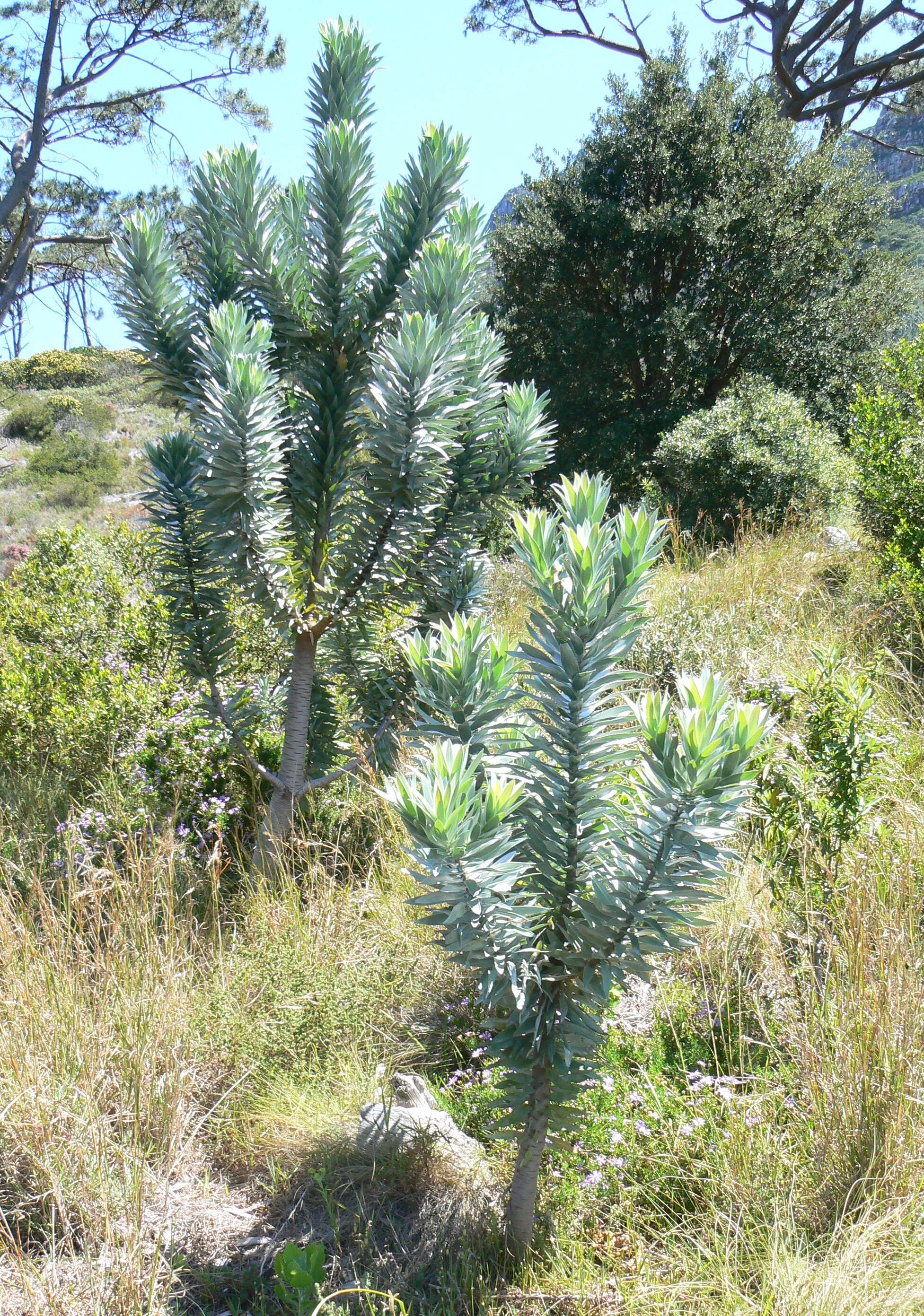 Image de Leucadendron argenteum (L.) R. Br.