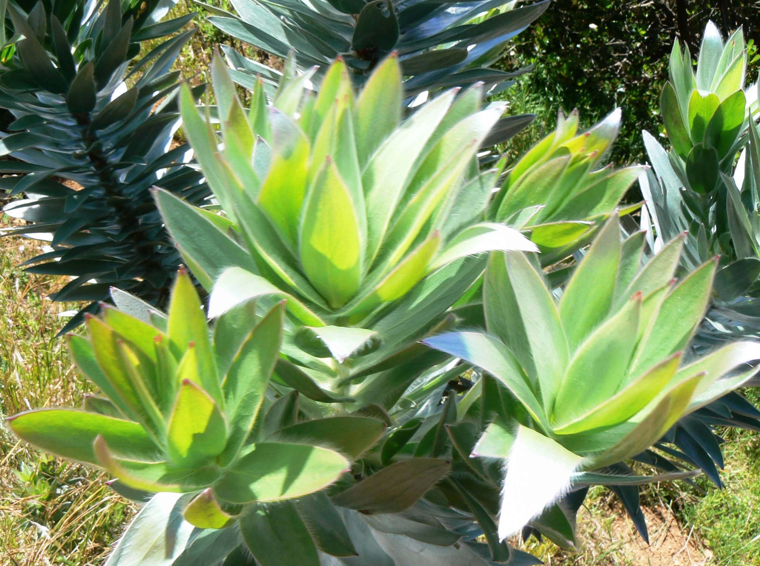 Image of Silver tree