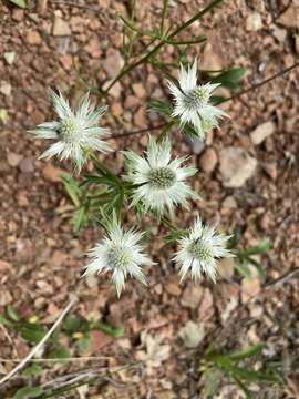 Image de Eryngium lemmonii Coult. & N. E. Rose