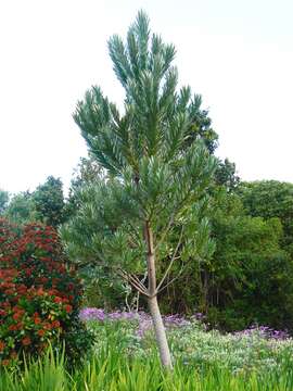 Image of Silver tree