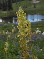 Imagem de Pedicularis bracteosa var. latifolia (Pennell) Cronq.