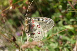 Image de Parnassius phoebus sacerdos Stichel 1906