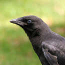 Image of Corvus brachyrhynchos brachyrhynchos Brehm & CL 1822