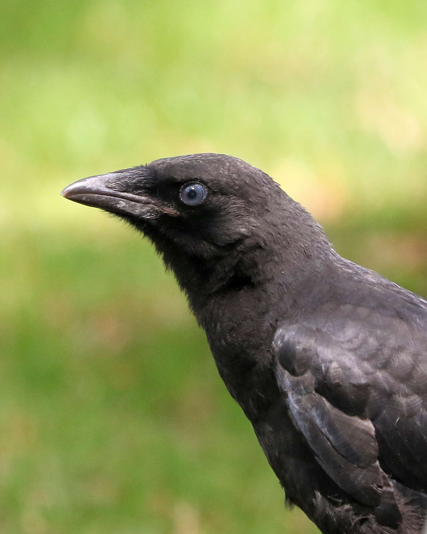 Image of Corvus brachyrhynchos brachyrhynchos Brehm & CL 1822