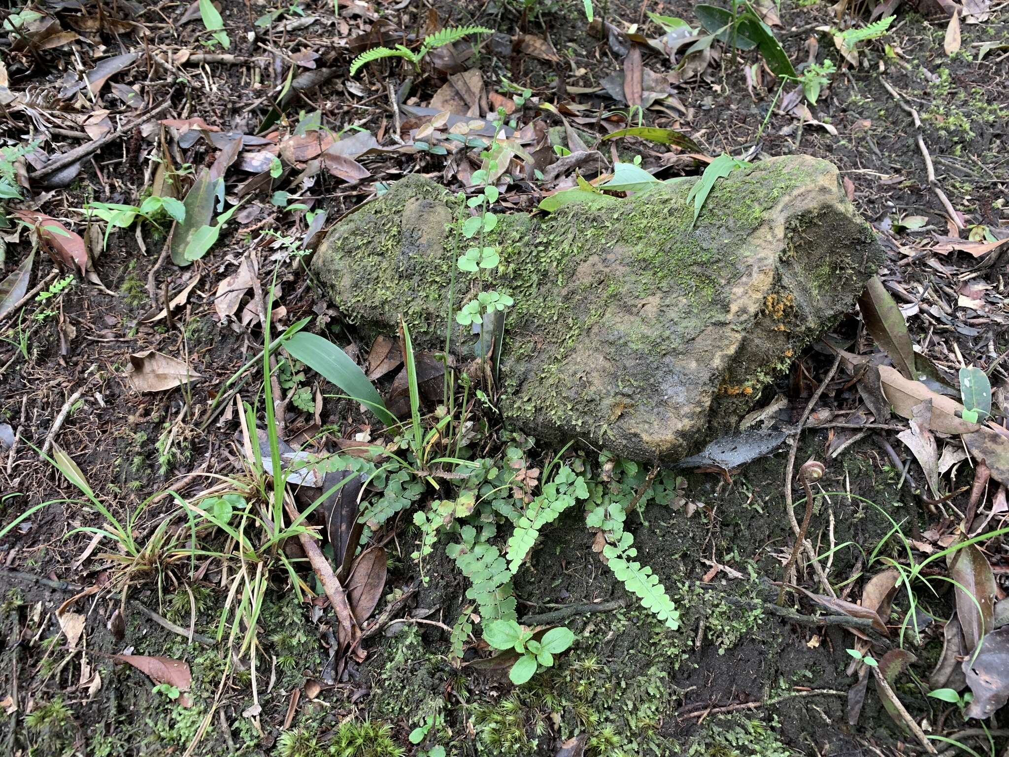 Lindsaea orbiculata (Lam.) Mett. ex Kuhn的圖片