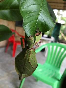 Image of Phyllium (Phyllium) elegans Grösser 1991