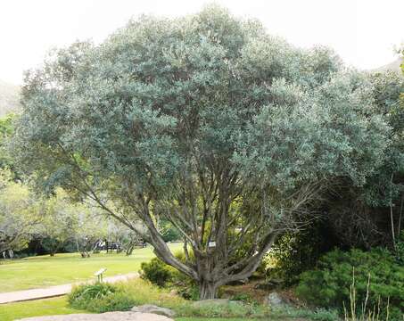 Plancia ëd Olea europaea subsp. cuspidata (Wall. & G. Don) Cif.