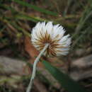 Image of Chrysocephalum baxteri (A. Cunn. ex DC.) A. A. Anderberg