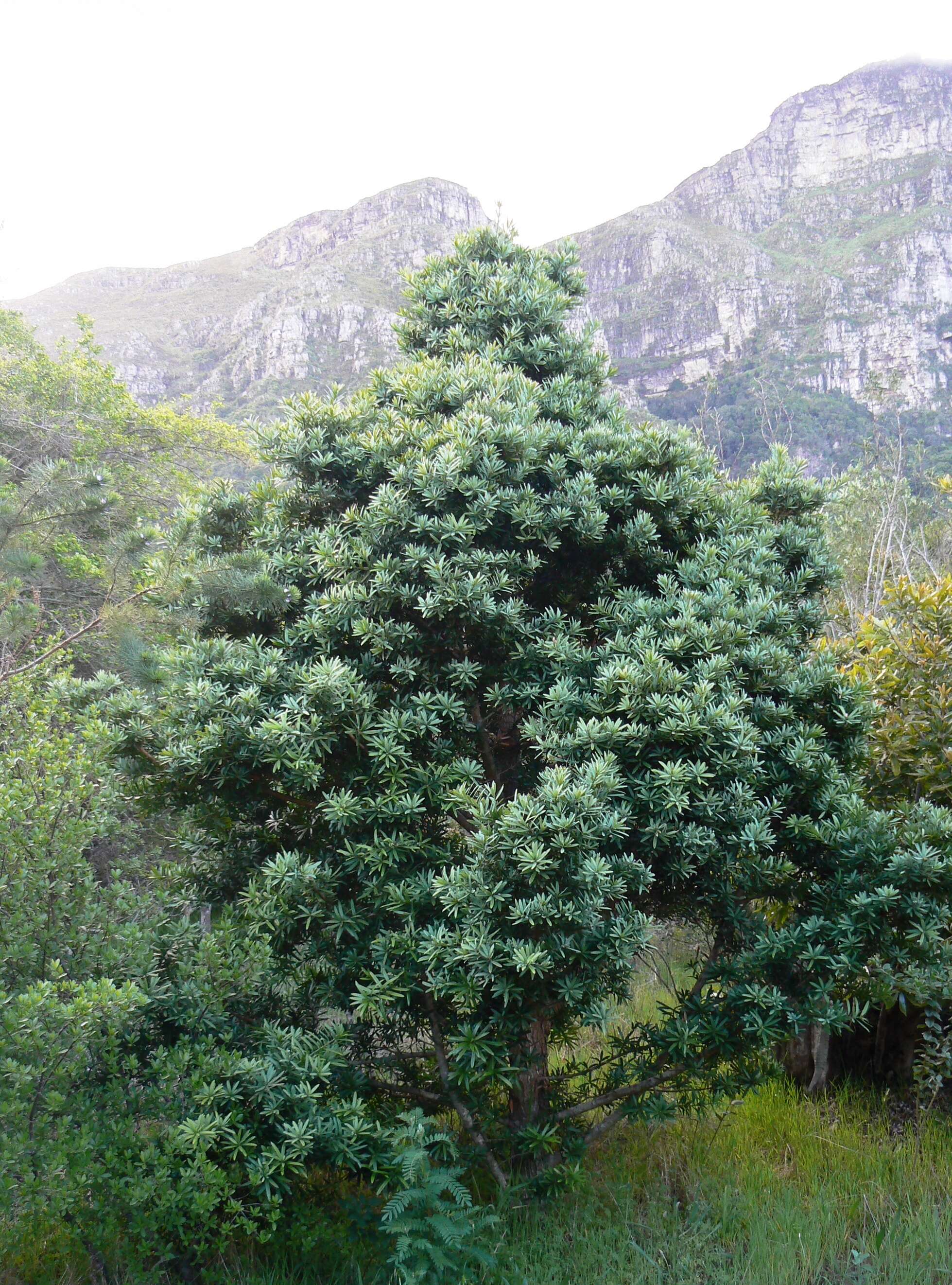 Image of Broad-leaved Yellowwood