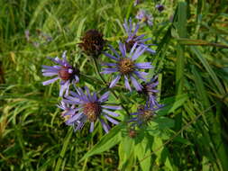 Image of mountain aster