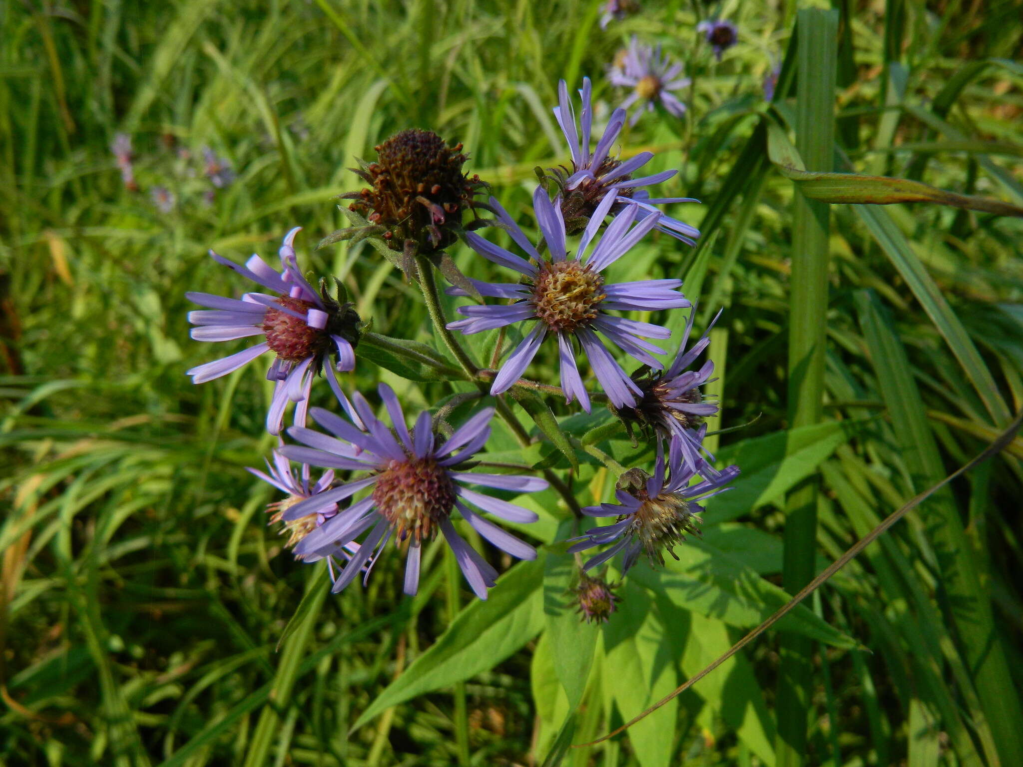 Image of mountain aster