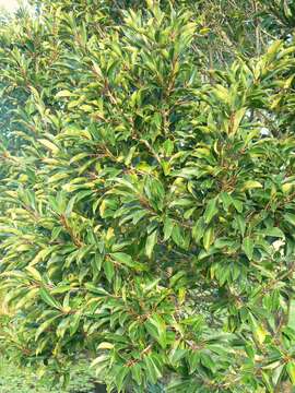 Ilex mitis (L.) Radlk. resmi