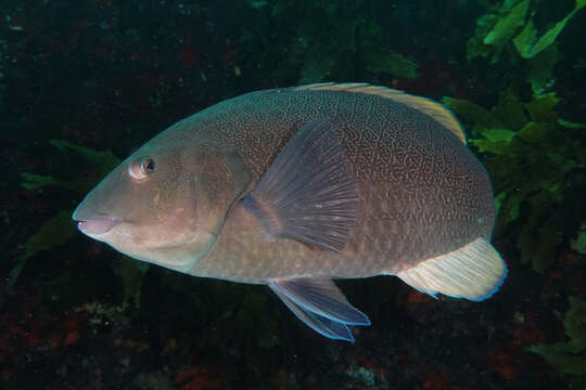 Image of Green wrasse