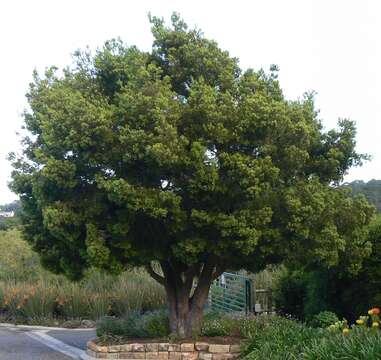 Image of Afrocarpus falcatus