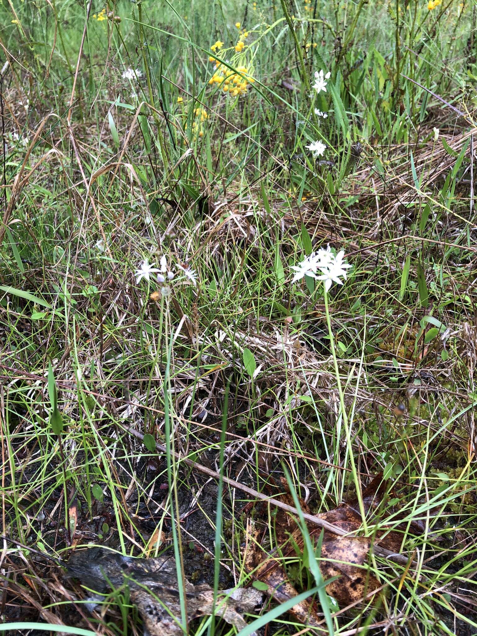 Image of Little River Canyon onion