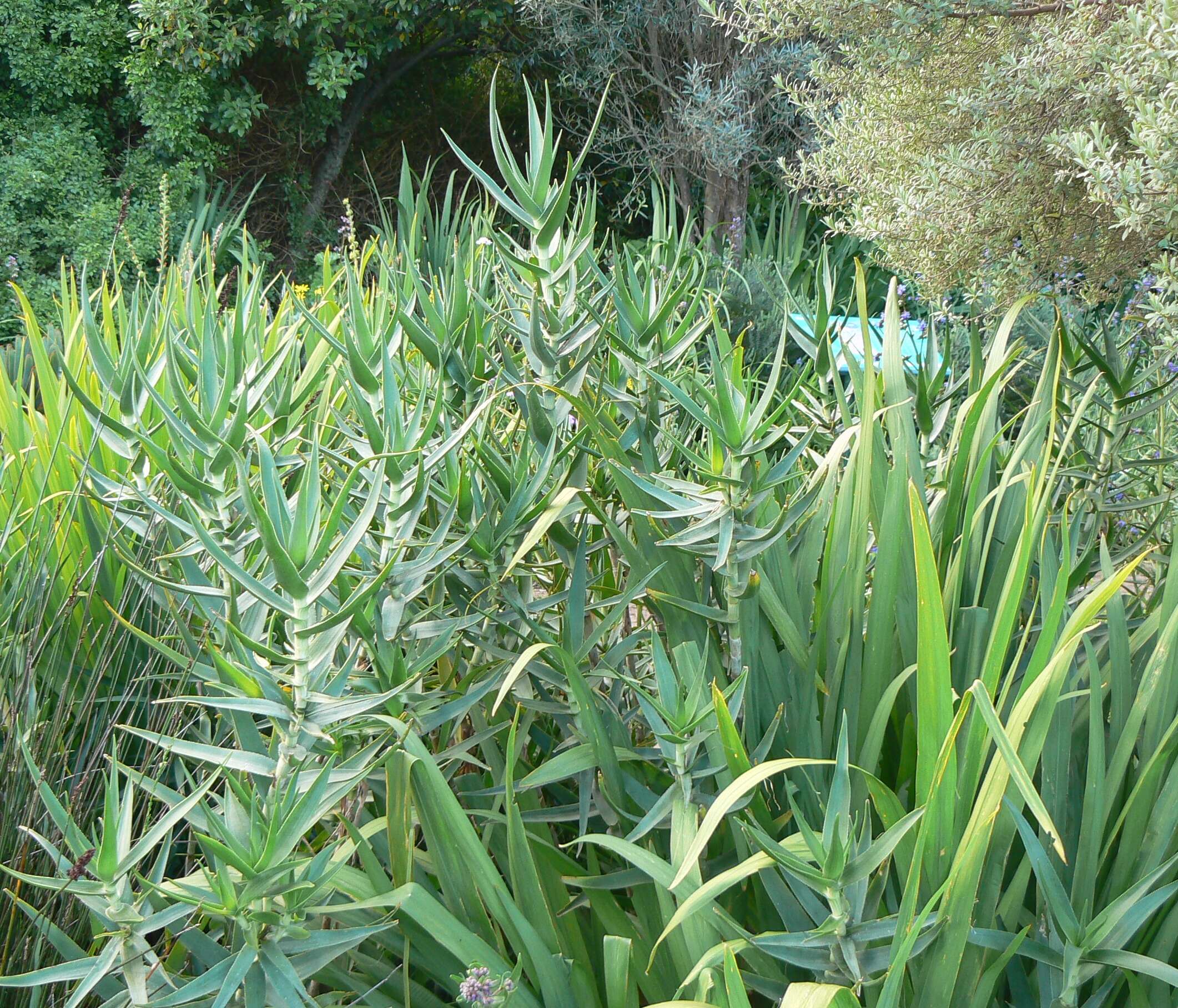 Image of Fence Aloe